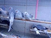 Minyatür kumru