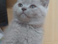 Lilac british shorthair bebekler