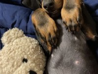 Eğitim Ve Bakım Destekli Dobermanlar