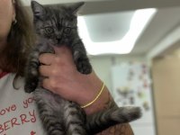 Ev ortamından yavrular british shorthair