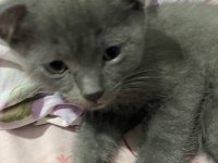 2 aylık baykuş kulaklı scottish fold
