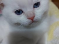 Scottish fold yavru sahiplendirme
