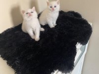 Oyuncu british shorthair yavrular