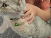 Evcil british shorthair dişi