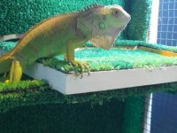 ÇİPLİ FATURALI YASAL İGUANA‼️