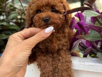 TÜY DÖKMEYEN BASIK SURATLI KORE YAVRU KÖPEĞİM