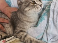 Ücretsiz British Shorthair