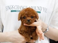 Özenle yetiştirilmiş safkan teacup poodle yavrular