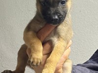 Siyah maskeli belçika kurdu bebekler