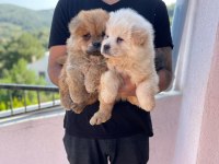 A Kalite Chow Chow Yavrularımız
