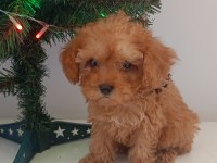 Toy poodle yavrular yeni yuvalarını bekliyor