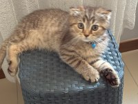 3 aylık scottish fold