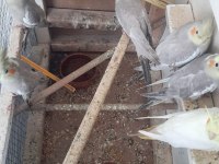 Sultan Papağanı 6 Aylık