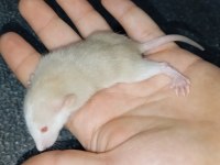 Dumbo Rat Yavru Bebekler