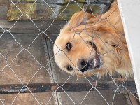 Golden Retriever 3 Yaşında
