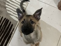 6 aylık belçika kurdu oğlum