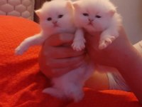 Iran Chinchilla Yavru Kedimiz