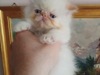 Exotic shorthair ve longhair dişi erkek yavrular