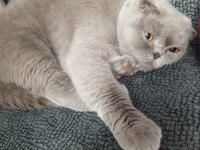 1 buçuk yaşında scottish fold mecburiyetten
