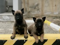 Eğitime Hazır Formunda Belçika Malinois (Dişi)