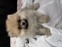 Ayı surat pomeranian kızımız
