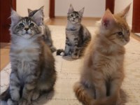 Şecereler ligi renkler gökkuşağı safkan maine coon