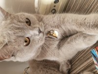 2 Yaşında dişi ve çok uysal british shorthair