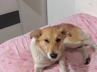 KÖPEĞİMİZE ACİL YUVA ÜCRETSİZ SAHİPLENME