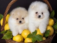 Show Kalite Sçr Li Pomeranian Boo Yavrularımız