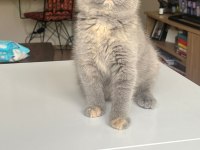 British Shorthair Bebek