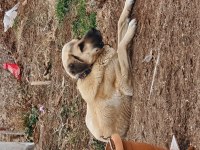 Çok Uysal Köpektir İnsan Canlısı 4 Yaşında Erkek