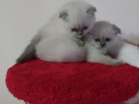 Scottish Fold