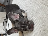 EXOTİC FRENCH BULLDOG