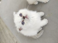 Beyaz mavi göz scottish fold