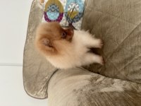 1 Temmuz doğumlu erkek pomeranian boo (4 aylık)