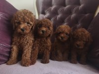 Toy Poodle Köpeği Yavrularımız