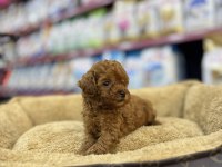 TOY POODLE DİŞİ YAVRUMUZ TEACUP