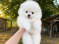 SAĞLIK VE IRK GARANTİLİ POMERANİAN KÖPEĞİ