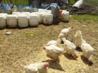 Tindet yumurtalar durumda ve ispeç horoz öter eşler dur