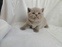 Çok tatlı çocuklarla arası çok iyi scottish fold