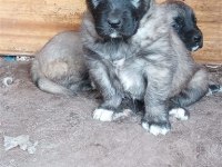 kangal köpeği yavruları yeni evini arıyor