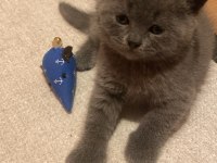 Yavru british shorthair 42 günlük