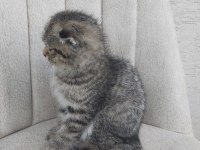 Tatlı scottish fold yavrularımız