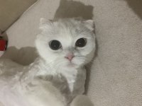 Giresun içi scottish fold 3 yaş dişi