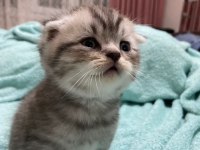 30 gunluk scottish fold erkek
