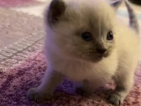 2 aylık yavru british shorthair