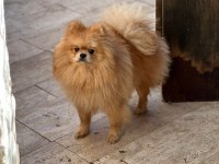 Pomeranian boo köpeğimiz