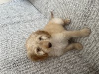 maltipoo yavru 2.5 aylık