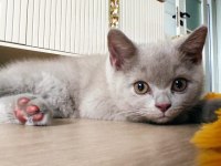 Lilac British Shorthair
