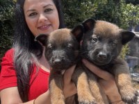 Safkan üst kalite malinois yavrularım